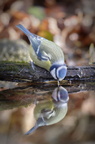 Blaumeise / Bluetit / Cyanistes caeruleus / Parus caeruleus