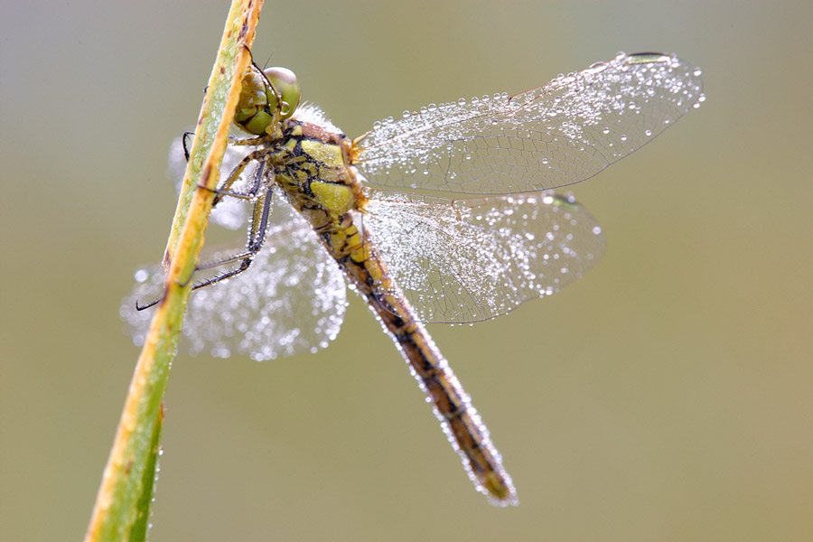 GroÃŸe Heidelibelle (Sympetrum striolatum)