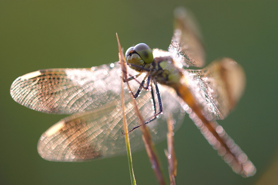 GebÃ¤nderte Heidelibelle (Sympetrum pedemontanum)