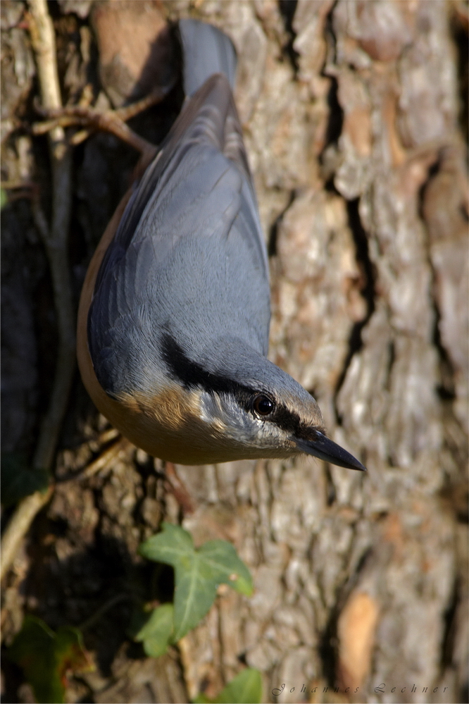 Kleiber (Sitta europaea)