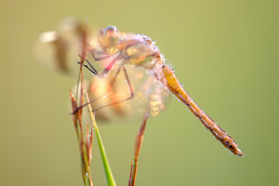 GebÃ¤nderte Heidelibelle (Sympetrum pedemontanum)