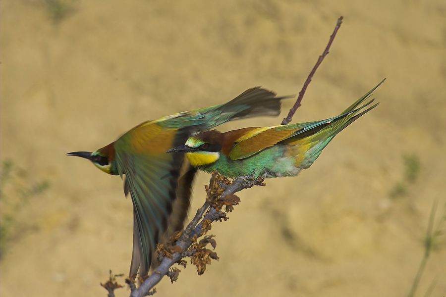 Bienenfresser (Merops apiaster)