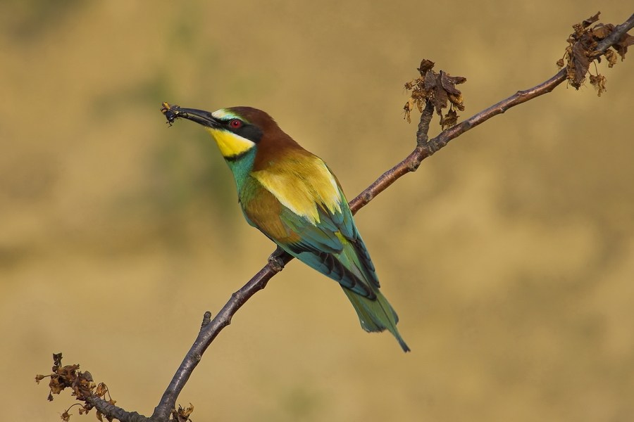 Bienenfresser (Merops apiaster)