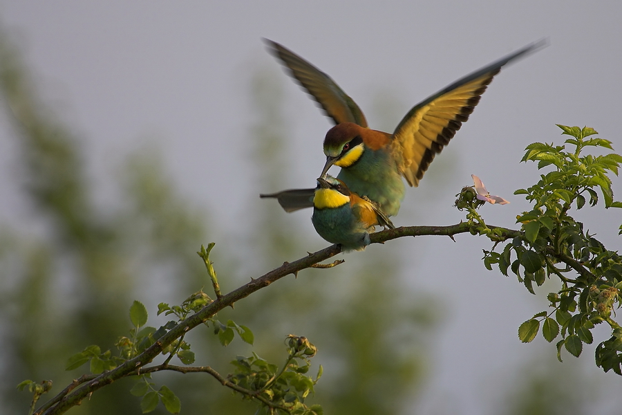 Bienenfresser (Merops apiaster)