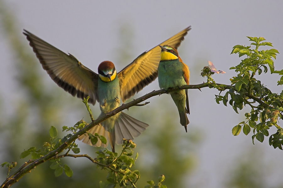Bienenfresser (Merops apiaster)