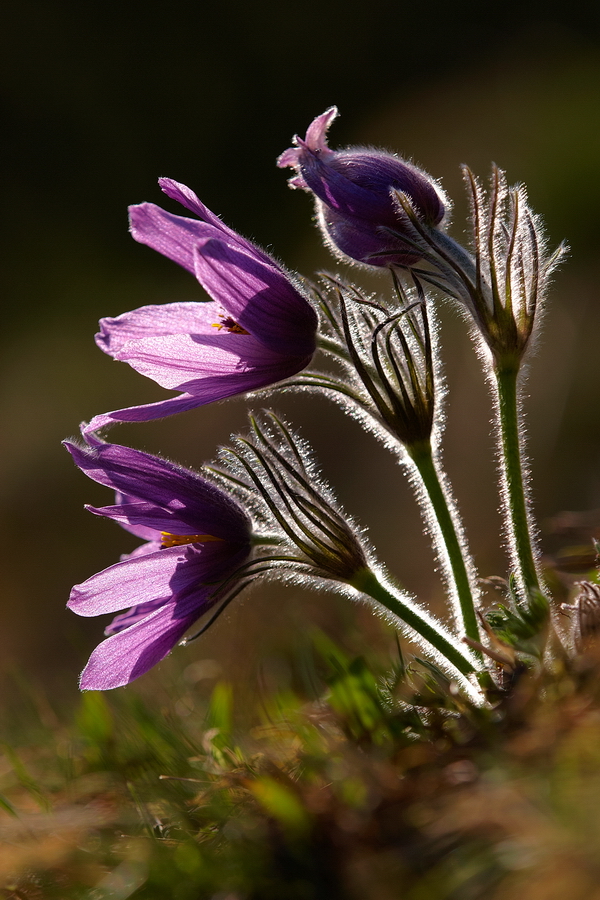 Innsbrucker KÃ¼chenschelle (Pulsatilla oenipontana)