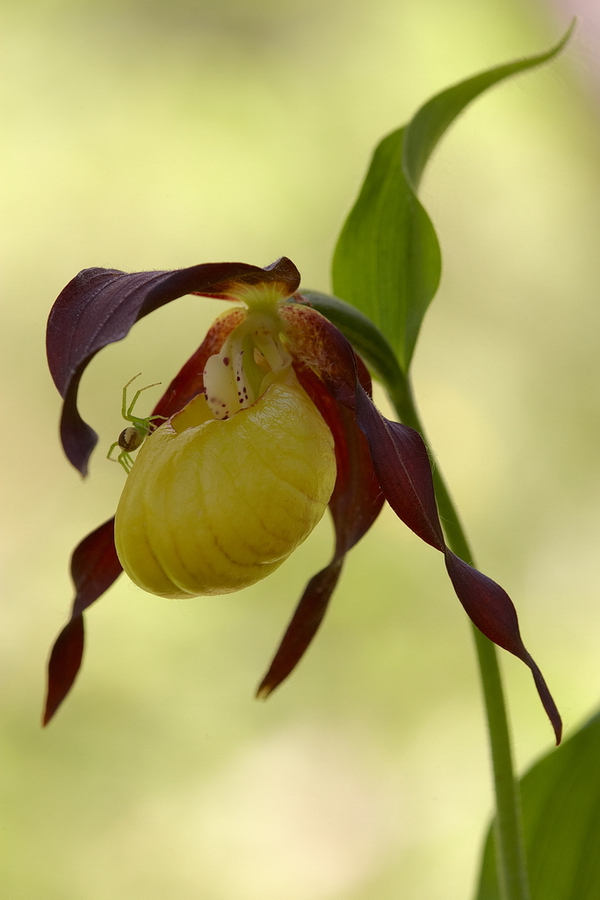 Gelber Frauenschuh (Cypripedium calceolus)