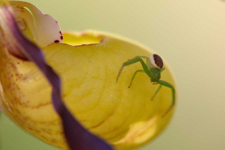 GrÃ¼ne Krabbenspinne (Diaea dorsata)