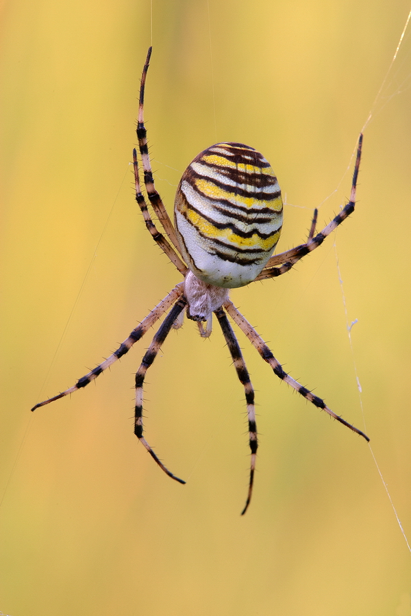 Wespenspinne (Argiope bruennichi)