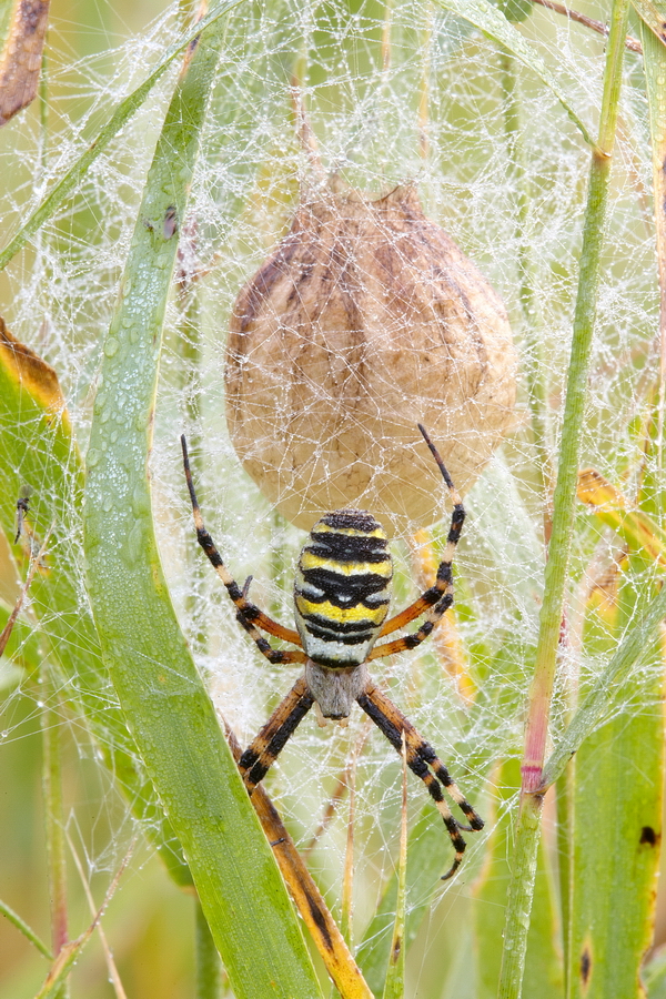 Wespenspinne (Argiope bruennichi)