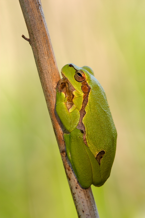 EuropÃ¤ischer Laubfrosch (Hyla arborea)