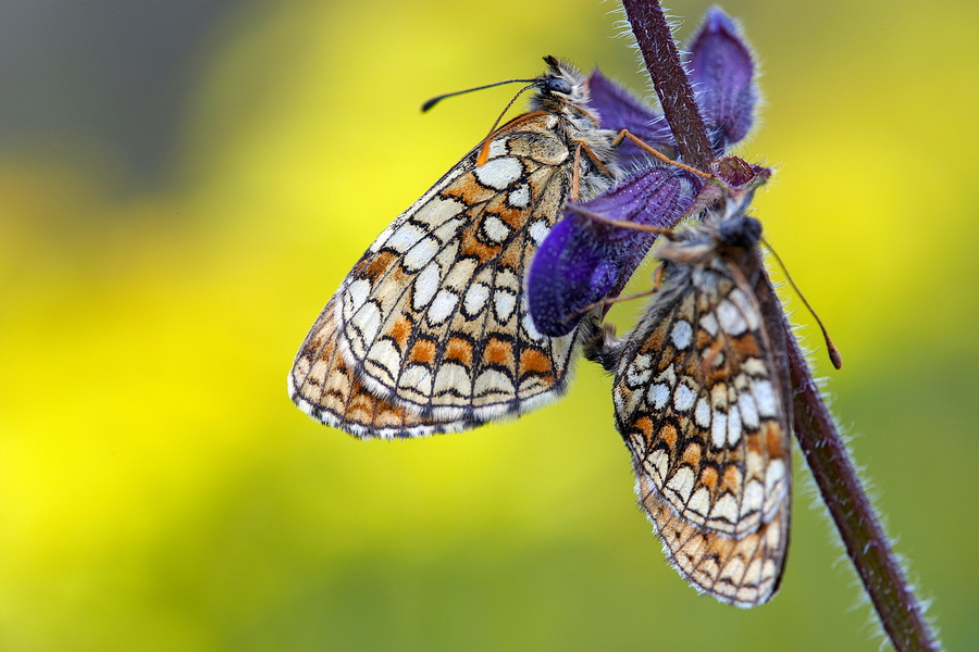 Wachtelweizen-Scheckenfalter (Melitaea athalia)