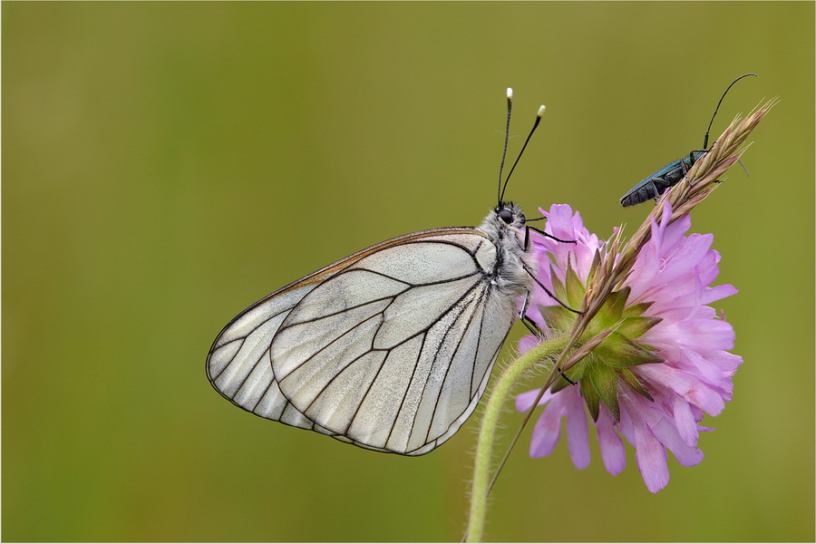 BaumweiÃŸling (Aporia crataegi)