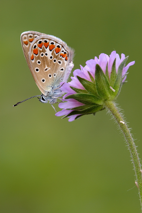 Kleiner EsparsettenblÃ¤uling (Polyommatus thersites)