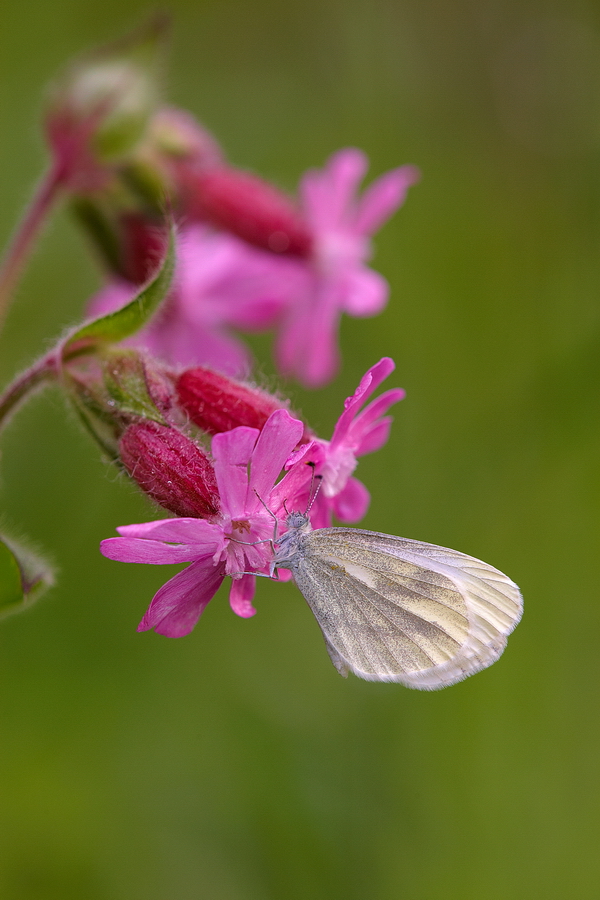 GrÃ¼nader-WeiÃŸling (Pieris napi)