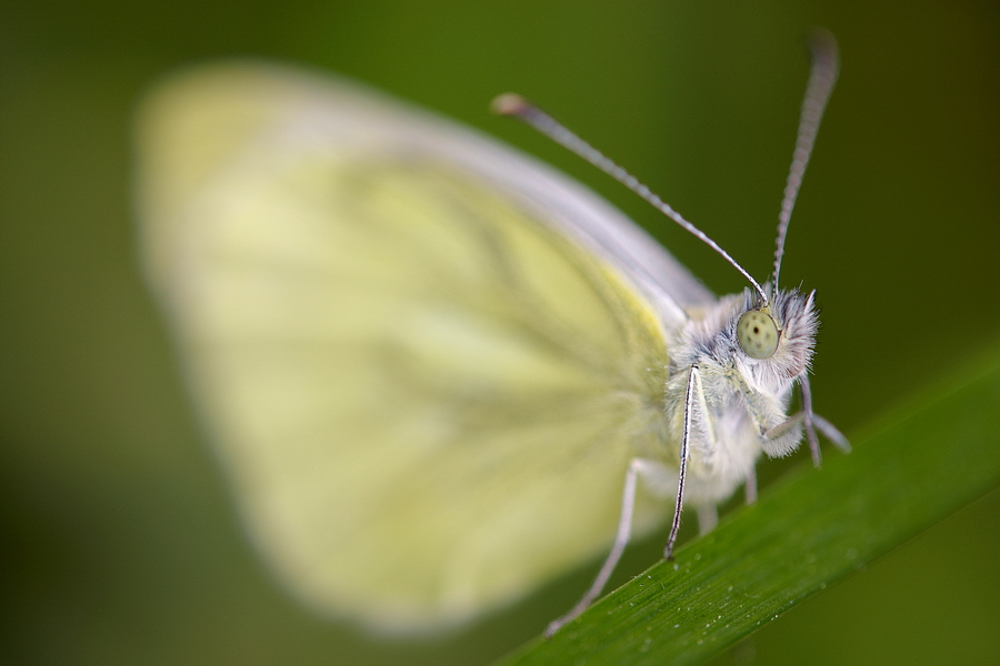 GrÃ¼nader-WeiÃŸling (Pieris napi)