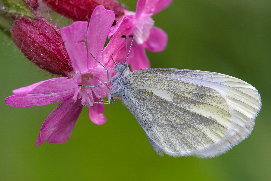 GrÃ¼nader-WeiÃŸling (Pieris napi)