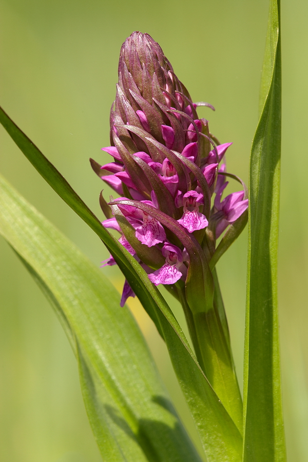 Fleischfarbenes Knabenkraut (Dactylorhiza incarnata)