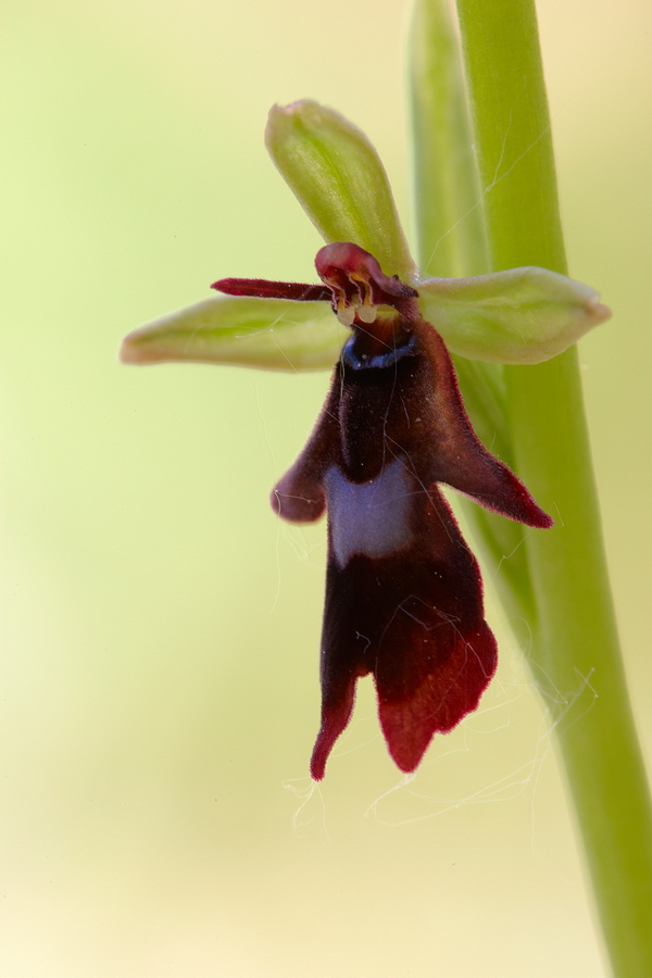 Fliegenragwurz (Ophrys insectifera)