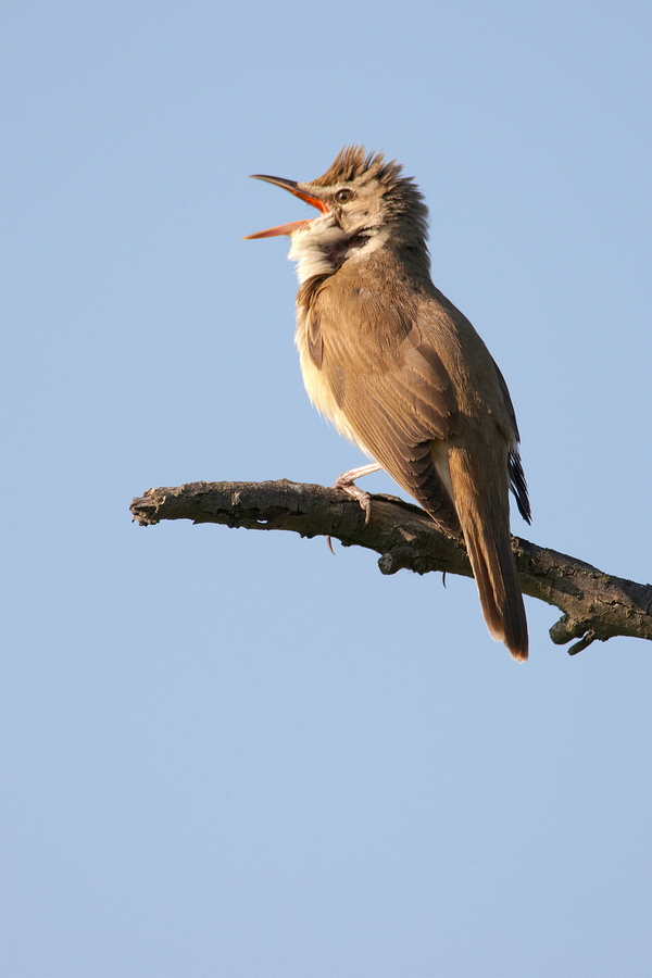 DrosselrohrsÃ¤nger (Acrocephalus arundinaceus)