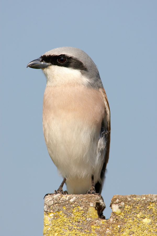 NeuntÃ¶ter (Lanius collurio)