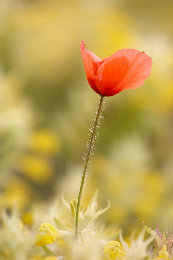 Mohn