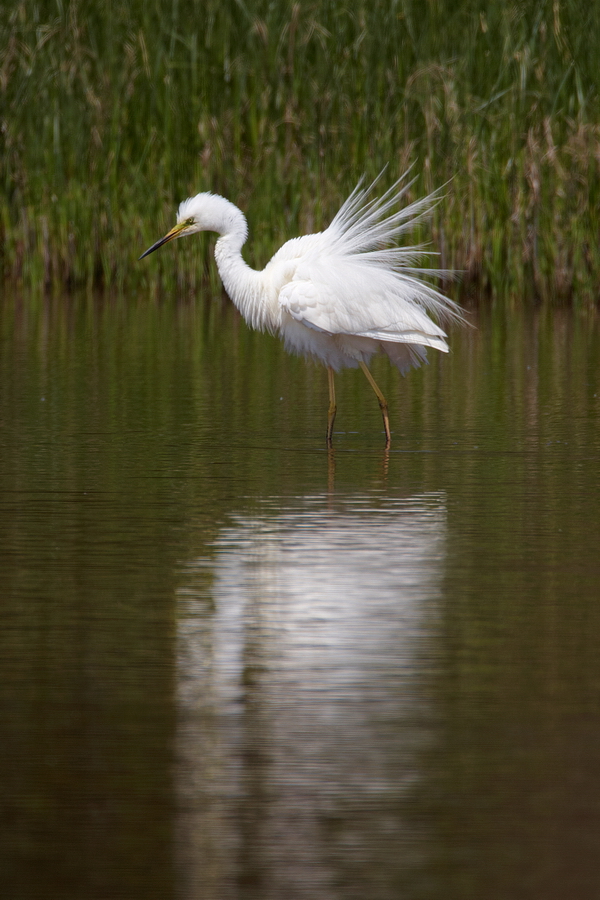 Silberreiher (Casmerodius albus)