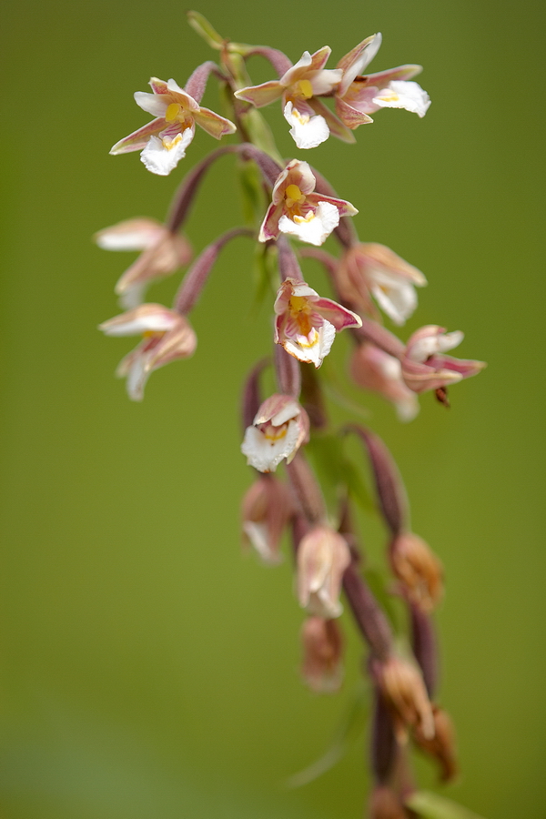 Sumpf-Stendelwurz (Epipactis palustris)