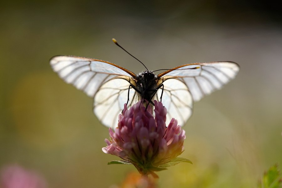 BaumweiÃŸling (Aporia crataegi)