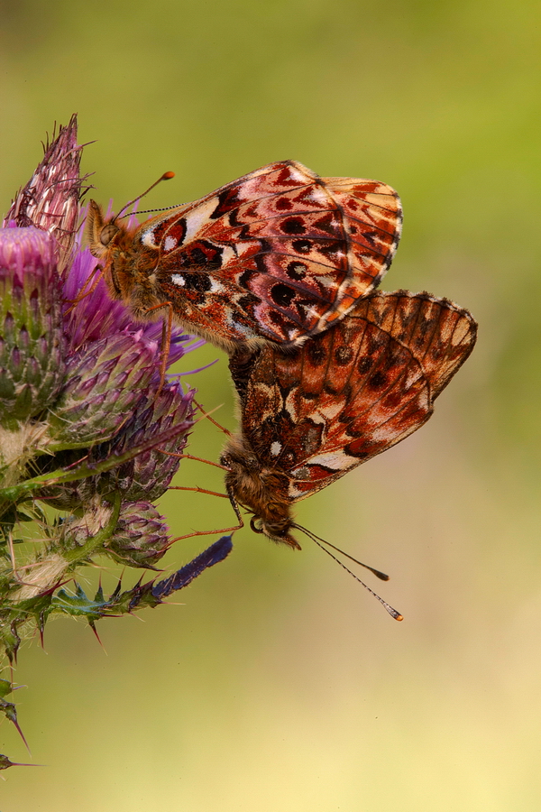 Natterwurz-Perlmuttfalter (Boloria titania)