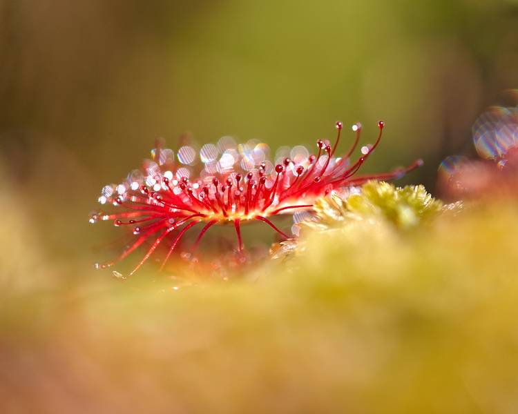 RundblÃ¤ttriger Sonnentau  (Drosera rotundifolia)