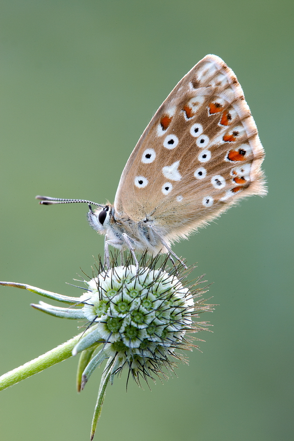 SilbergrÃ¼ner BlÃ¤uling (Polyommatus coridon)