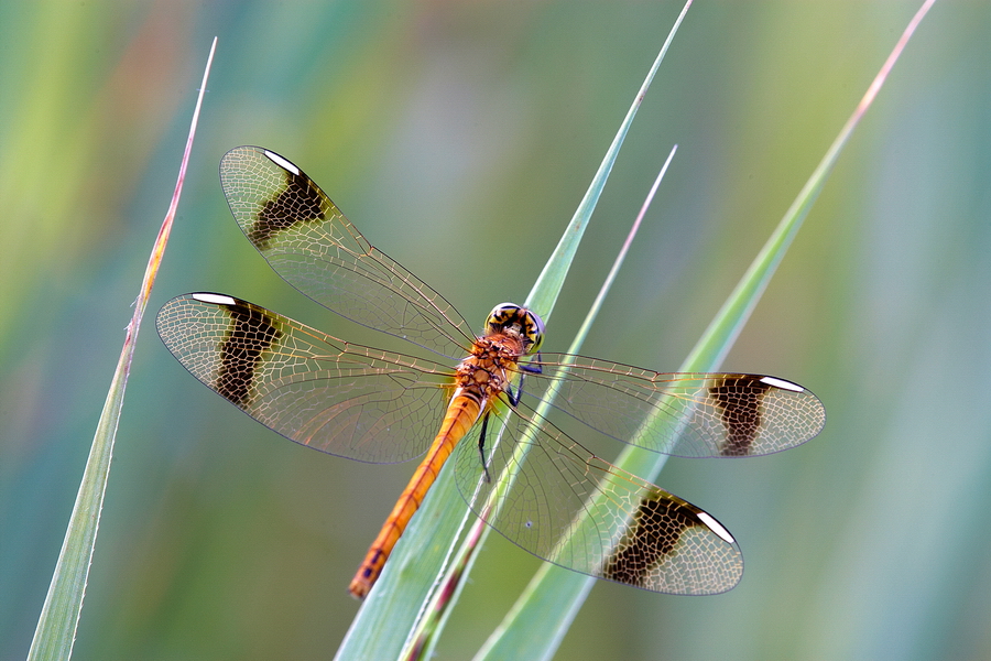 GebÃ¤nderte Heidelibelle (Sympetrum pedemontanum)