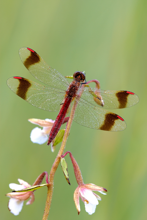 GebÃ¤nderte Heidelibelle (Sympetrum pedemontanum)