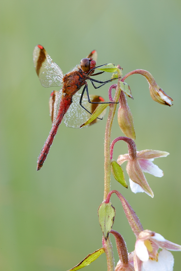 GebÃ¤nderte Heidelibelle (Sympetrum pedemontanum)