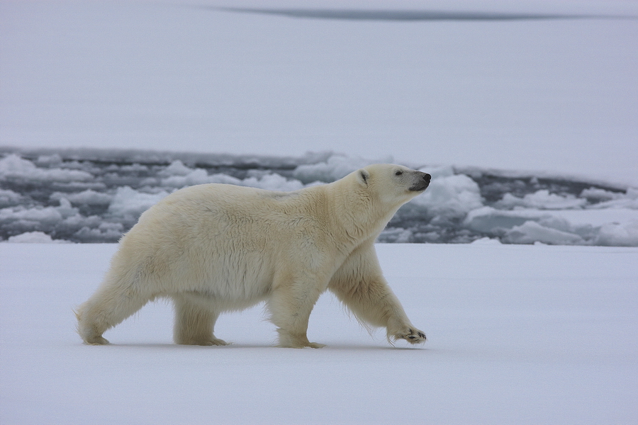 EisbÃ¤r (Ursus maritimus)