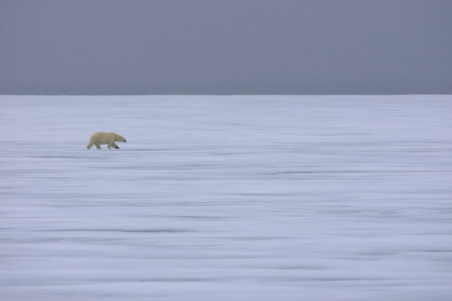 EisbÃ¤r (Ursus maritimus)