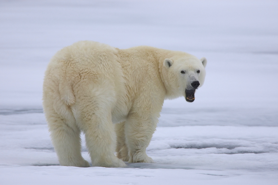 EisbÃ¤r (Ursus maritimus)