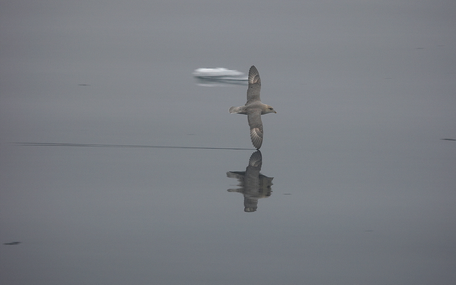 Eissturmvogel (Fulmarus glacialis)