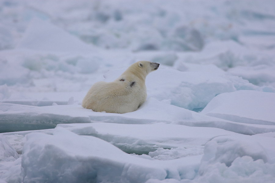 EisbÃ¤r (Ursus maritimus)