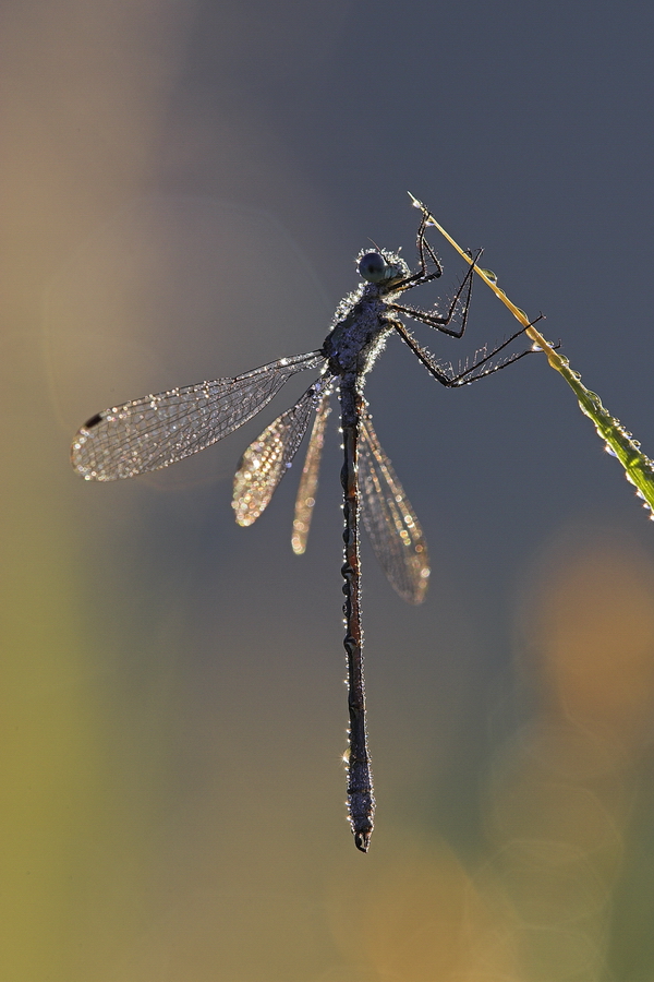 Gemeine Binsenjungfer (Lestes sponsa)