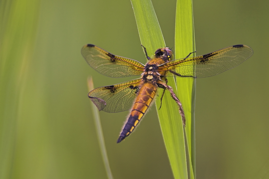 Vierfleck (Libellula quadrimaculata)