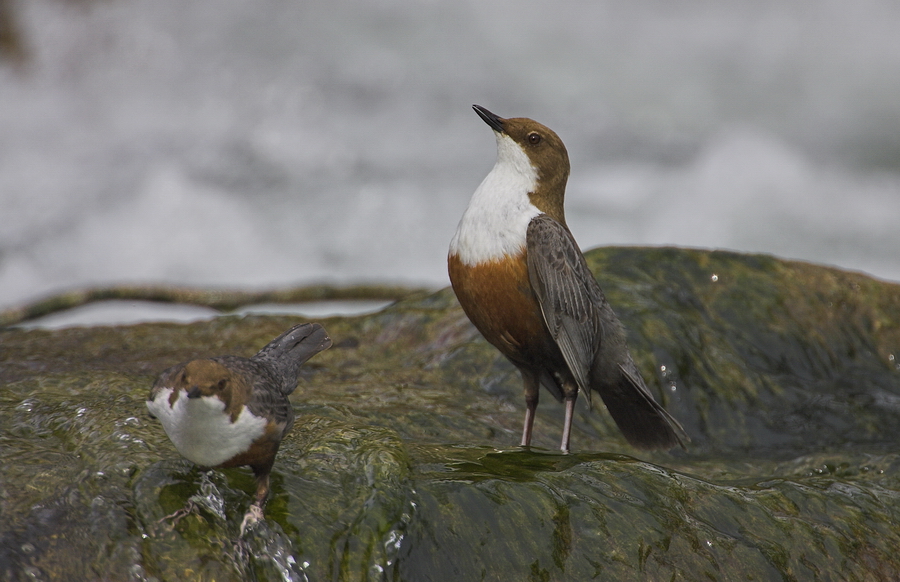 Wasseramsel (Cinclus cinclus)