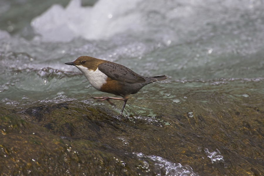 Wasseramsel (Cinclus cinclus)