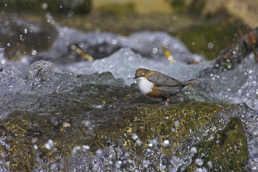 Wasseramsel (Cinclus cinclus)