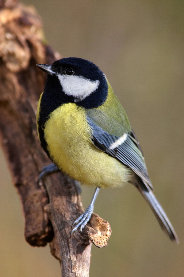 Kohlmeise (Parus major)