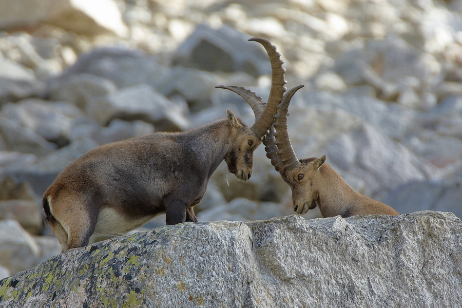 Alpensteinbock (Capra ibex)