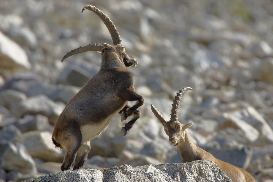 Alpensteinbock (Capra ibex)