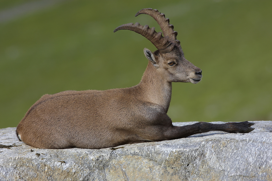 Alpensteinbock (Capra ibex)