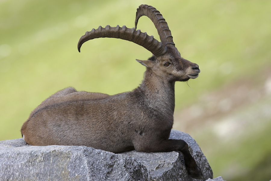 Alpensteinbock (Capra ibex)